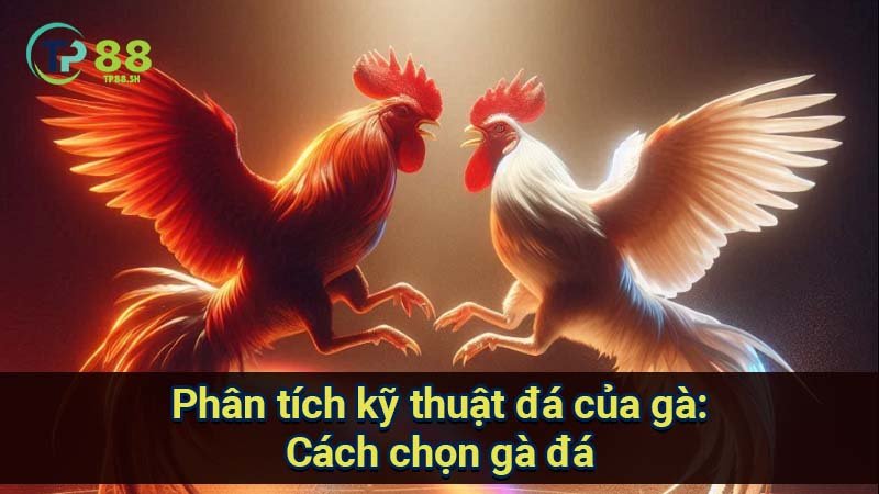 phan-tich-ky-thuat-da-cua-ga:-cach-chon-ga-da