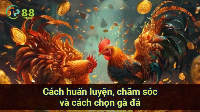 cach-huan-luyen-cham-soc-va-cach-chon-ga-da