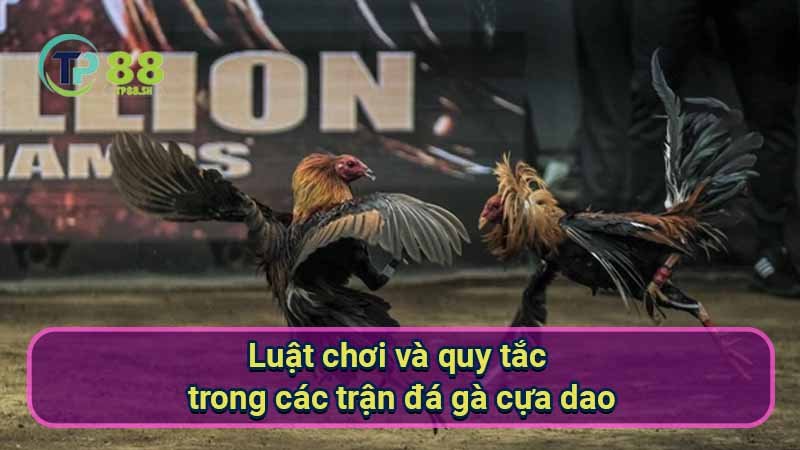 luat-choi-va-quy-tac-trong-cac-tran-da-ga-cua-dao