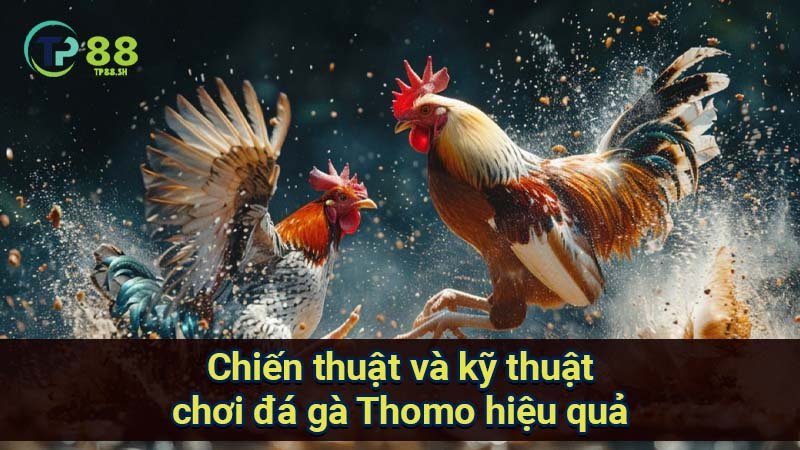 chien-thuat-va-ky-thuat-choi-da-ga-thomo-hieu-qua