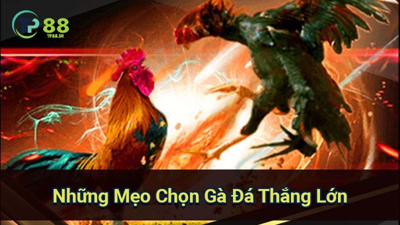 nhung-meo-chon-ga-da-thang-lon