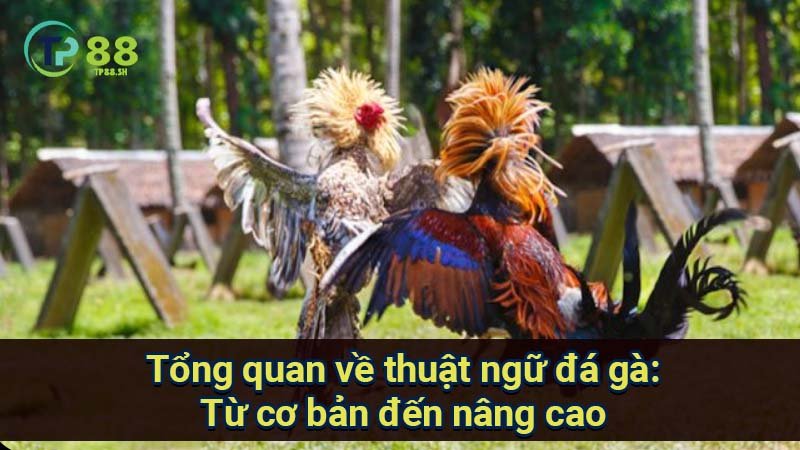 tong-quan-ve-thuat-ngu-da-ga:-tu-co-ban-den-nang-cao